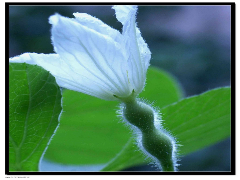 二年级上册14我要的是葫芦_第3页