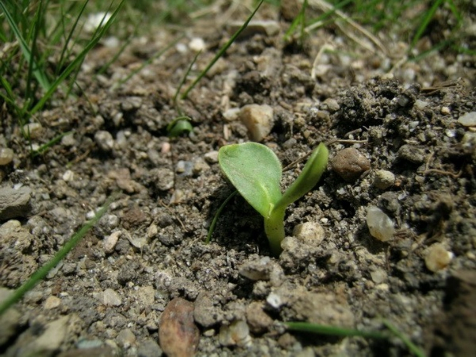 植物发生了什么变化_第3页
