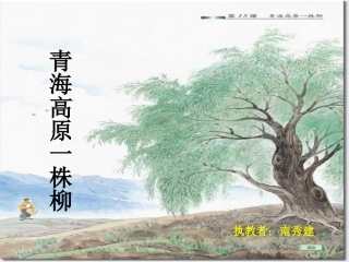 青海高原一株柳