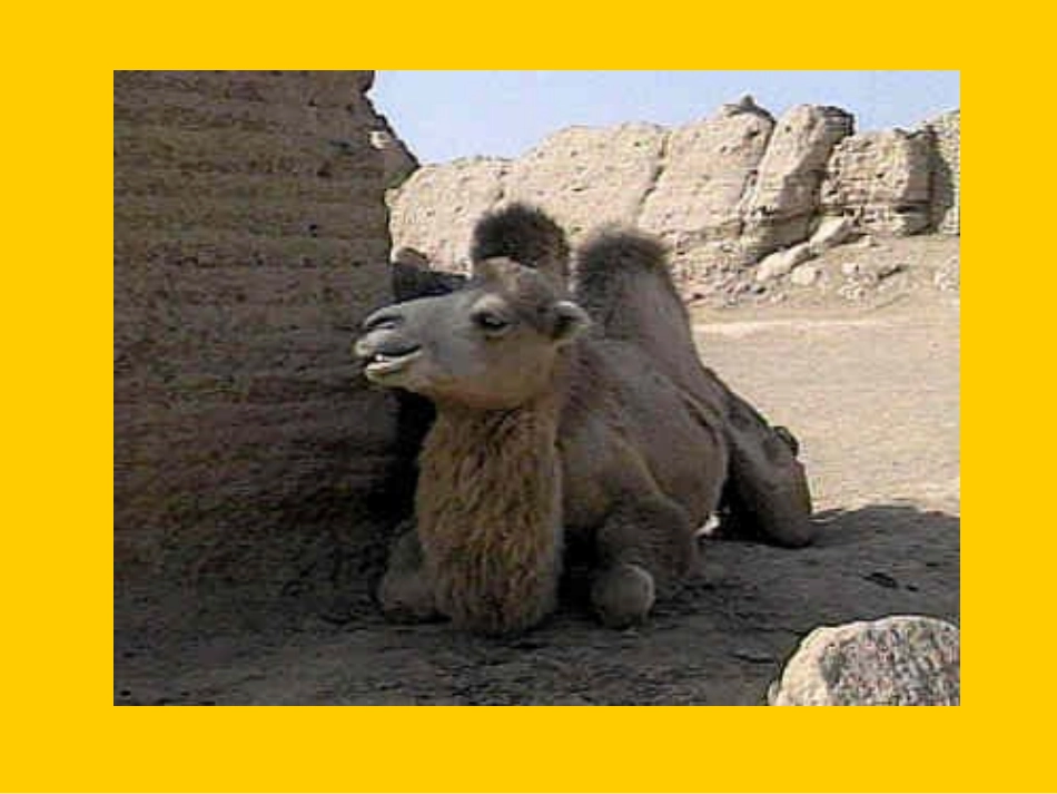 四年级下册沙漠之舟_第1页