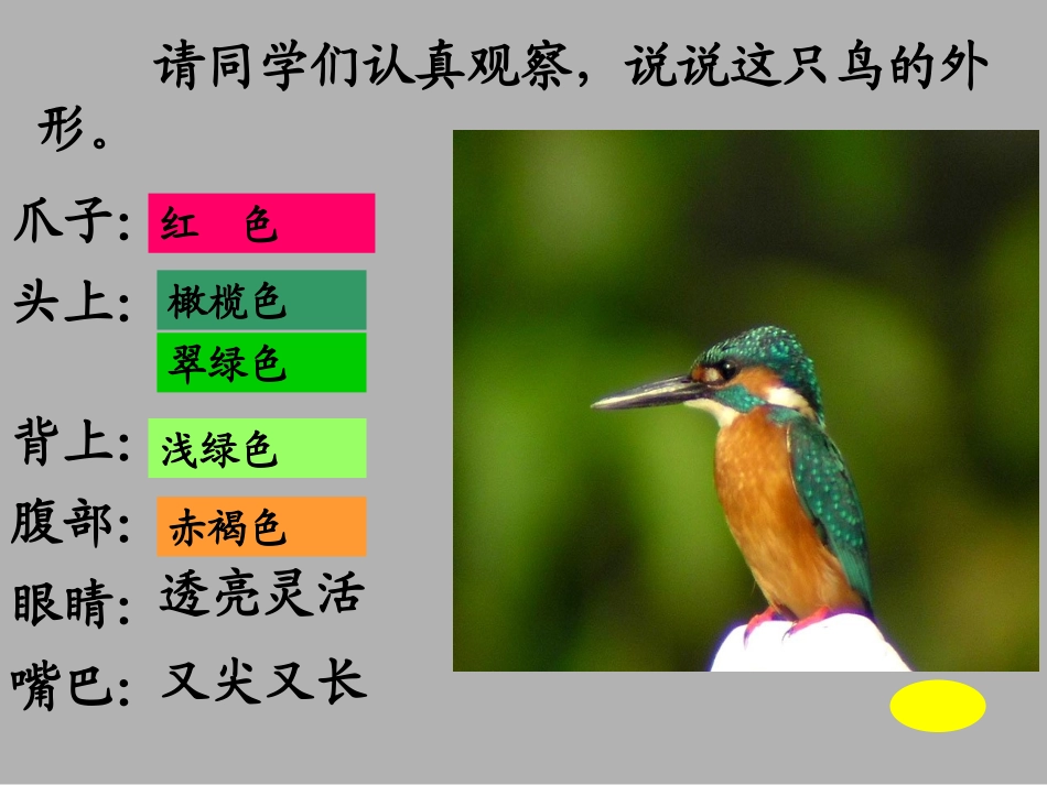 《翠鸟》教学课件2_第3页