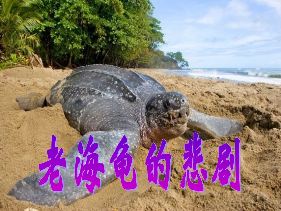 老海龟的悲剧(1)_第3页