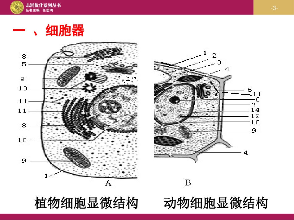 细胞器—细胞内的分工合作_第3页