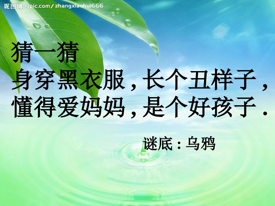 乌鸦喝水第一二课时_第1页
