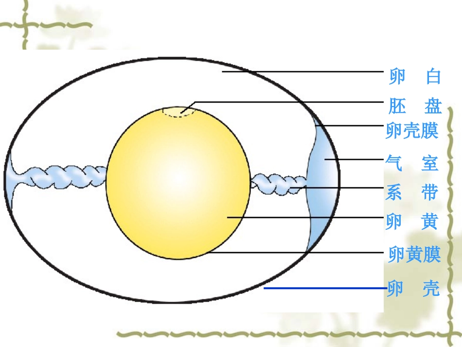 鸟的生殖和发育正式上课_第3页