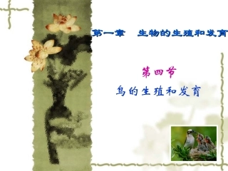 鸟的生殖和发育正式上课