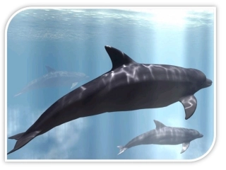 五年级语文《鲸》课堂幻灯片(第三版)