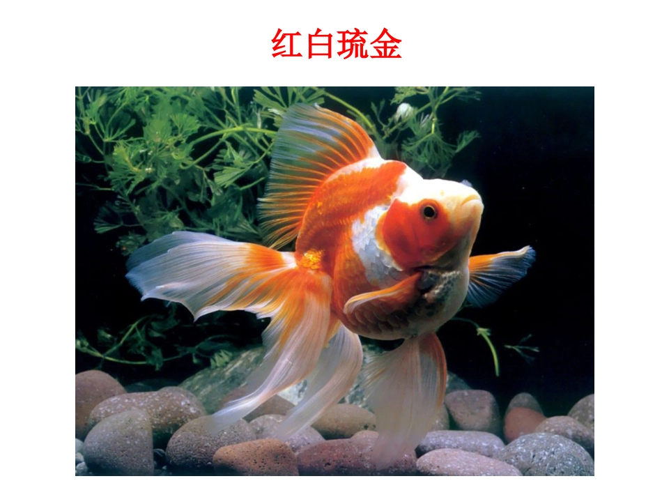 教科版三年级上册科学金鱼课件_第2页