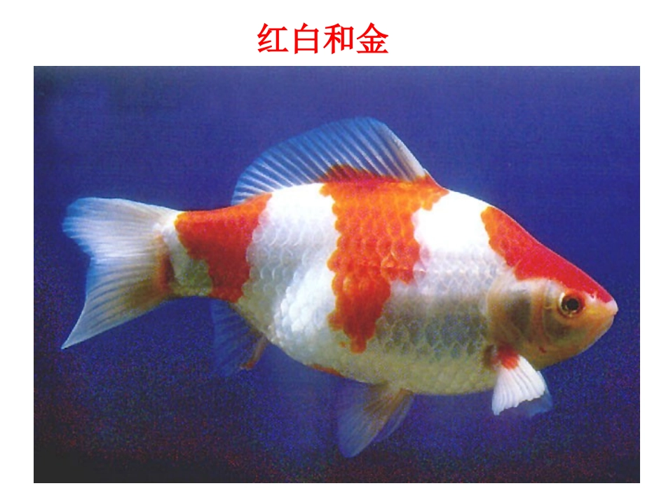 教科版三年级上册科学金鱼课件_第3页