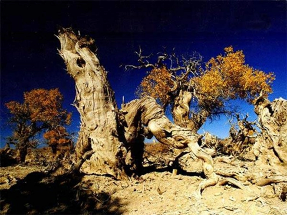 罗罗布泊，消逝的仙湖定稿_第3页