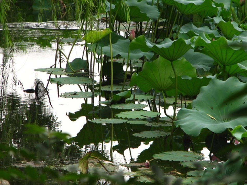 《小池》教学设计_第2页
