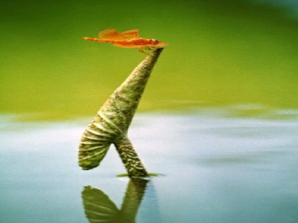 《小池》教学设计_第3页