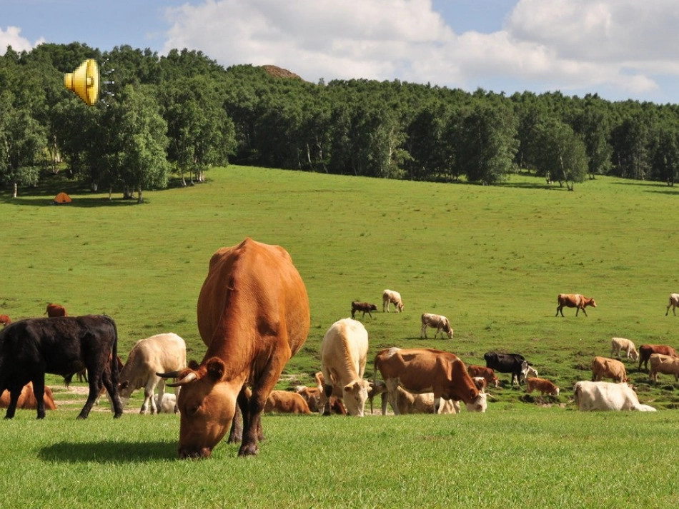 草原就是我的家PPT_第3页