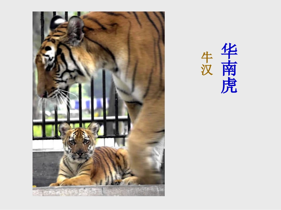《华南虎》课件02_第2页