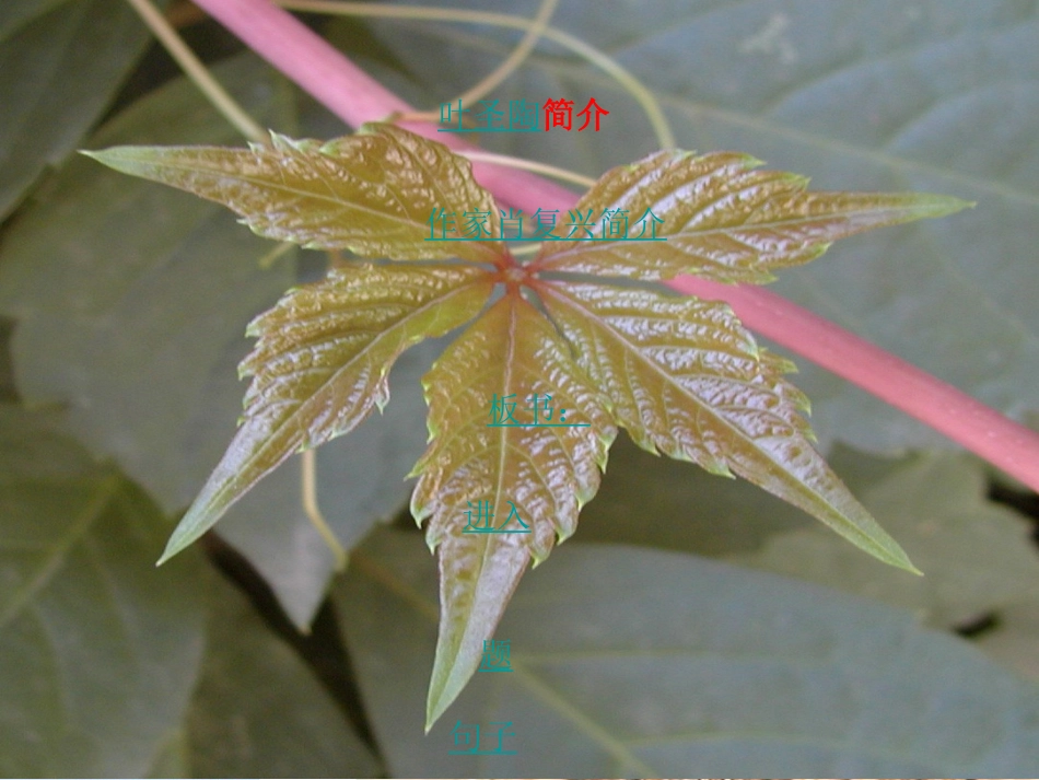 四年级《那片绿绿的爬山虎》课件_第3页