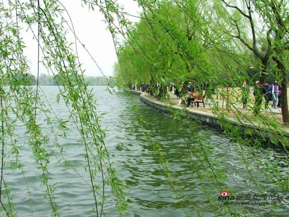 青海高原一株柳1_第3页