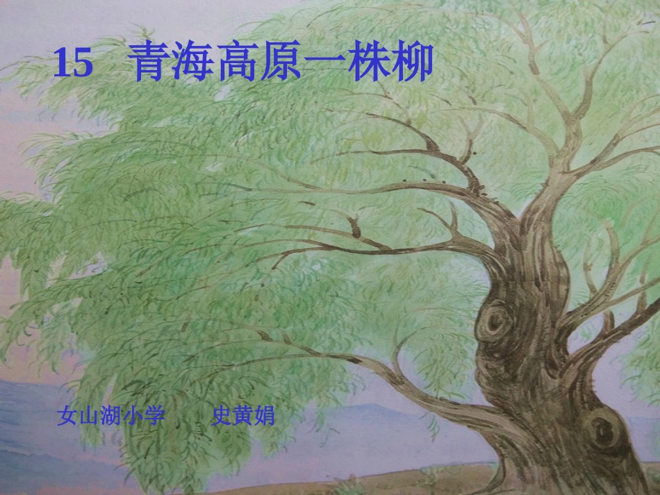 六年级上册语文青海高原一株柳_第1页