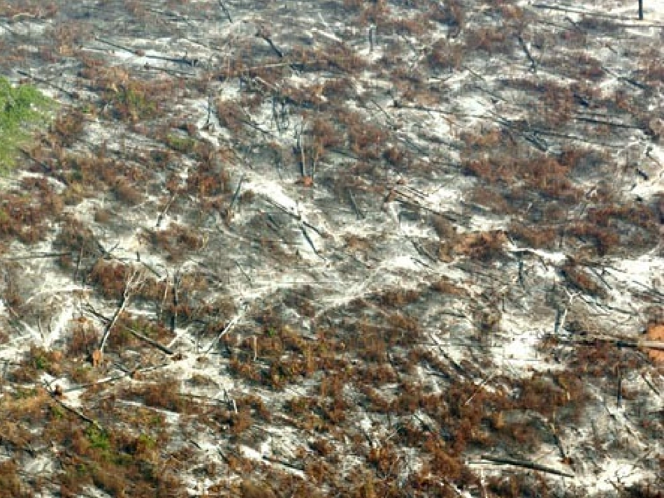 大自然的启示优化版课件_第3页