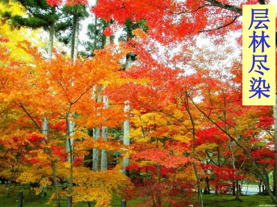 识字一第二课时_第3页