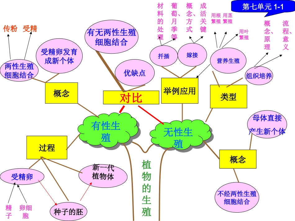 人教版初中生物知识树+++167PPT_第3页