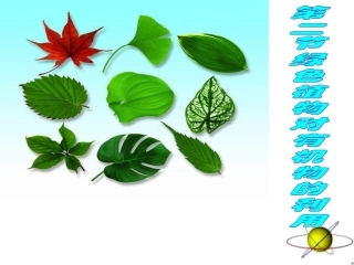 绿色植物对有机物的利用