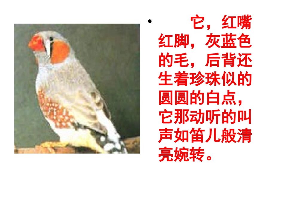 珍珠鸟课件 (2)_第1页