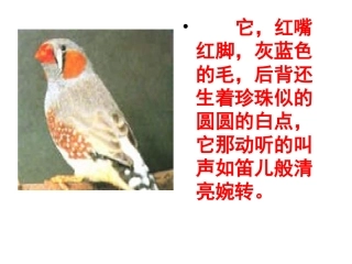 珍珠鸟课件 (2)