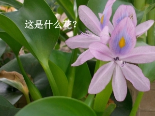 生物入侵者_____公开课(定稿)