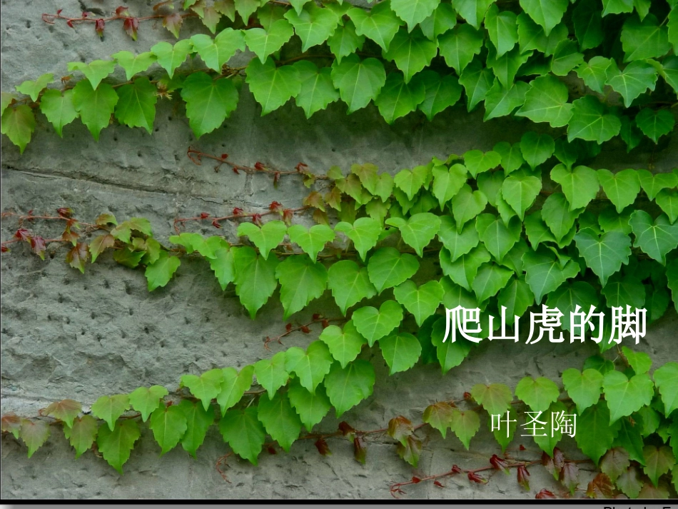 爬山虎的脚 (2)_第1页
