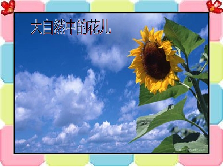 《鲜花送老师》_第3页