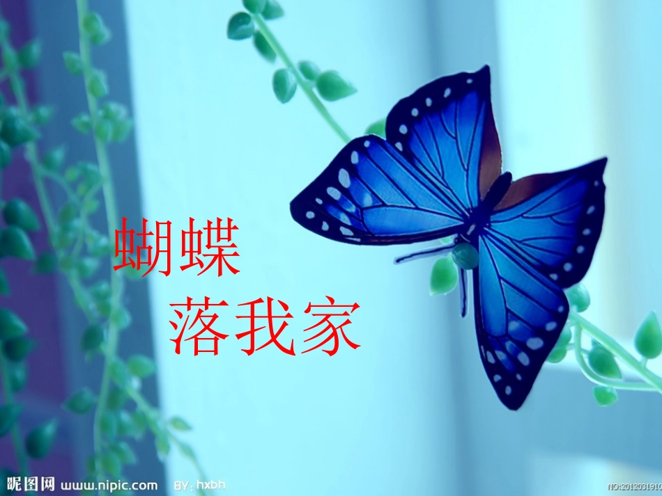 《蝴蝶落我家》课件_第2页