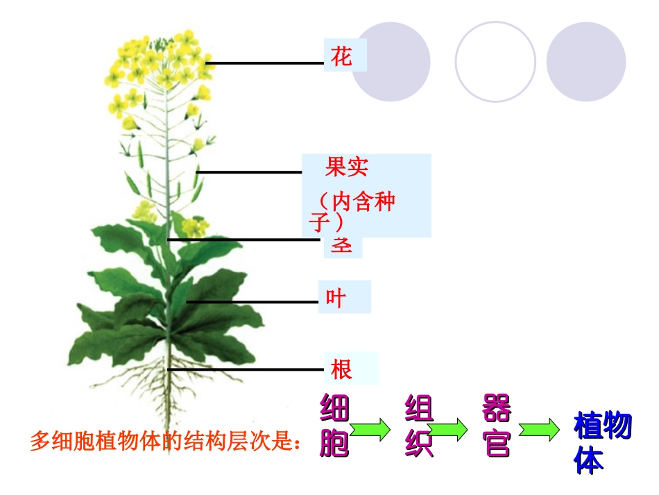 鲁教版第一节绿色植物的类群_第3页
