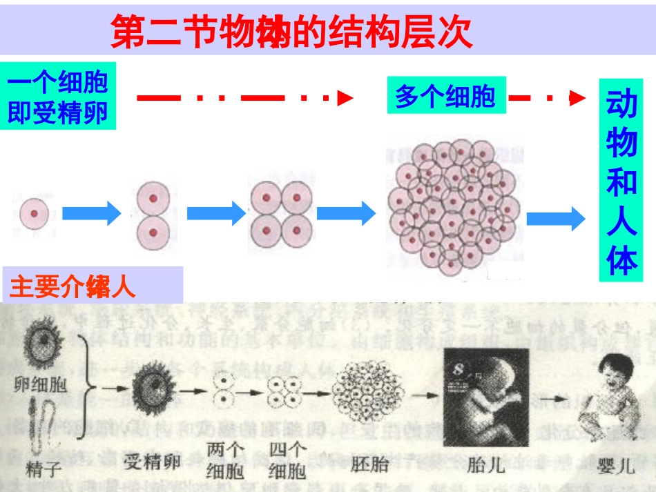 动物体的结构层次PPT课件_第3页