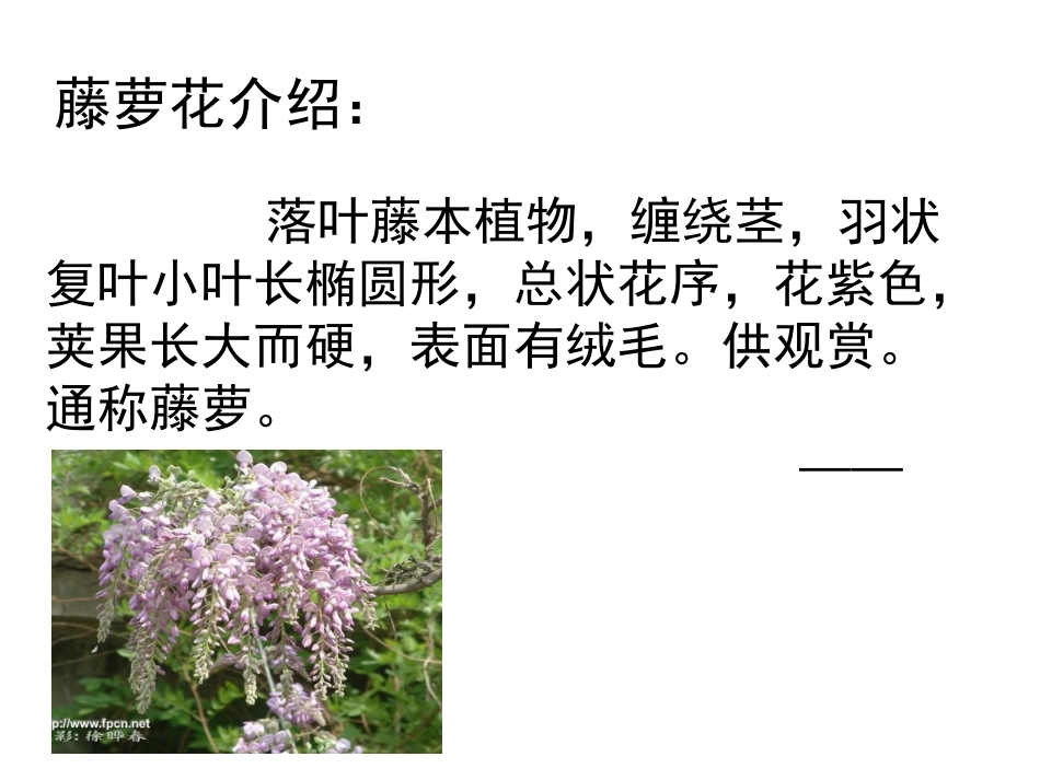 紫藤萝瀑布》课件_第3页