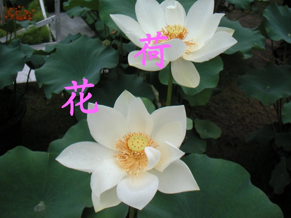 《荷花》教学课件1_第1页