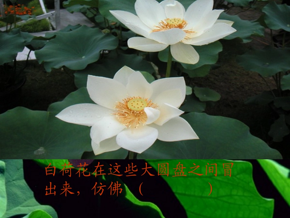 《荷花》教学课件1_第3页