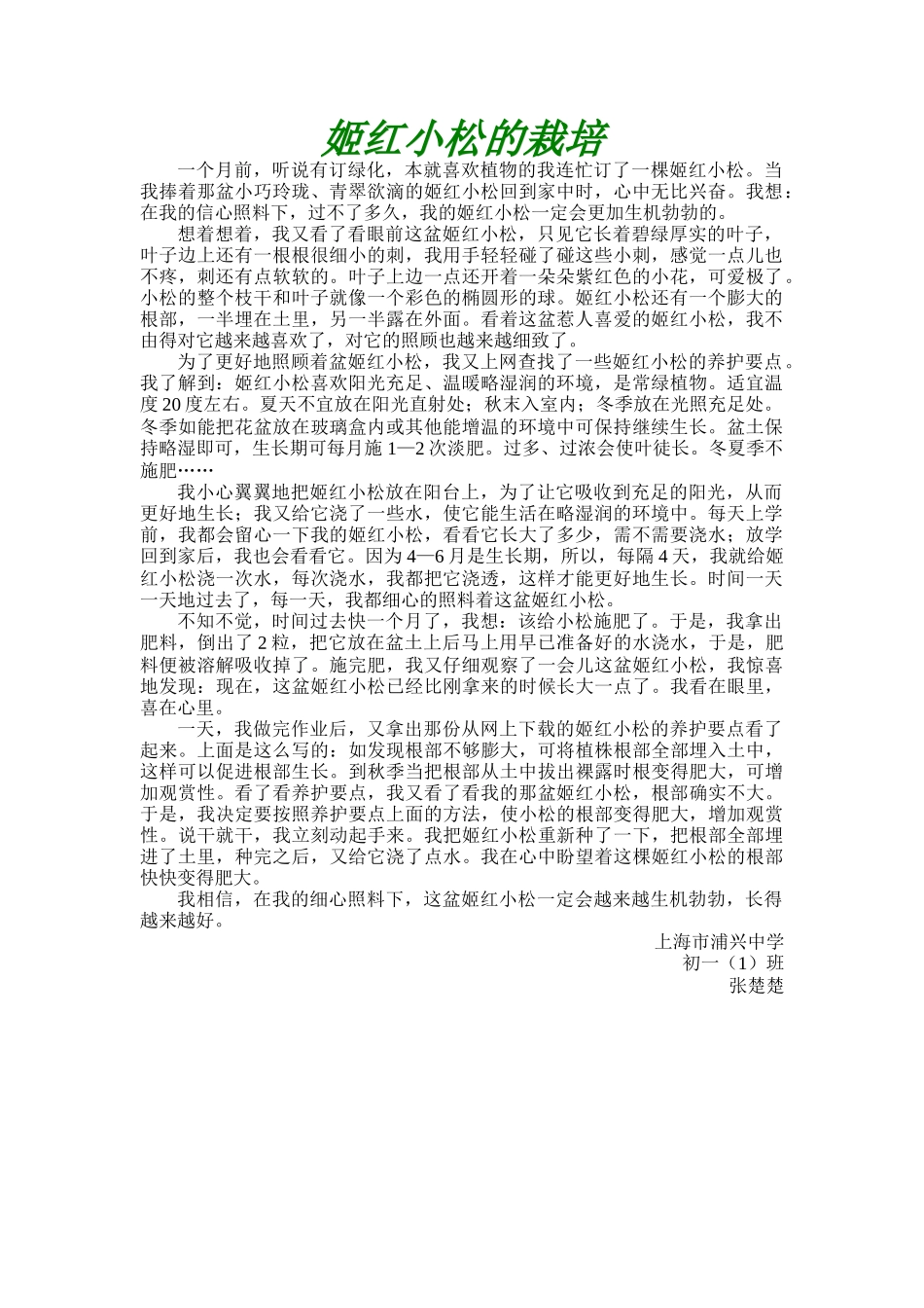 姬红小松的栽培（张楚楚）_第1页