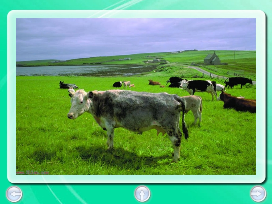 在牛肚子里旅行课件_第3页