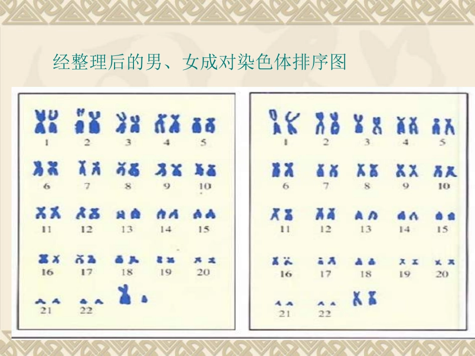 人的性别遗传_第3页