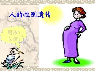 人的性别遗传