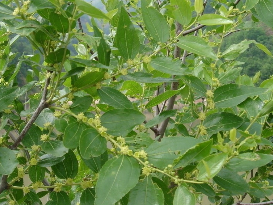 家乡的景物作文(2)_第3页