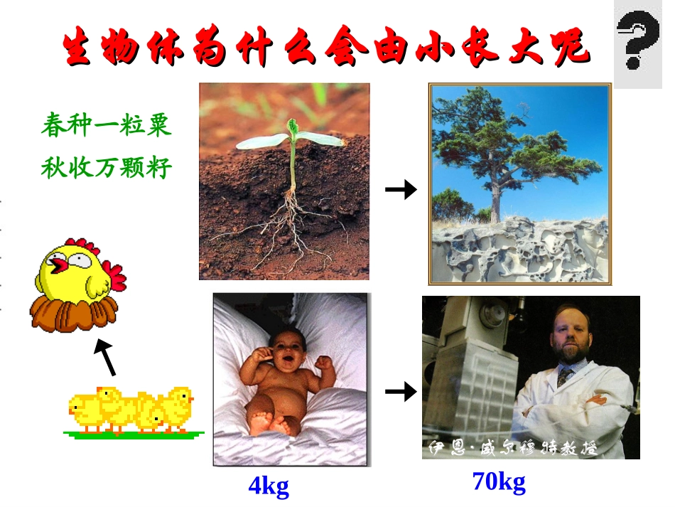 细胞通过分裂产生新细胞 (2)_第1页
