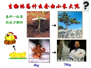 细胞通过分裂产生新细胞 (2)