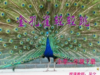 《金孔雀轻轻跳》吴宁