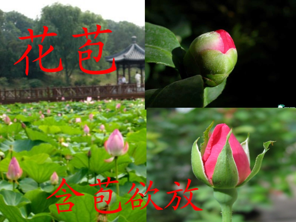 苏教版二年级上册识字8_第3页