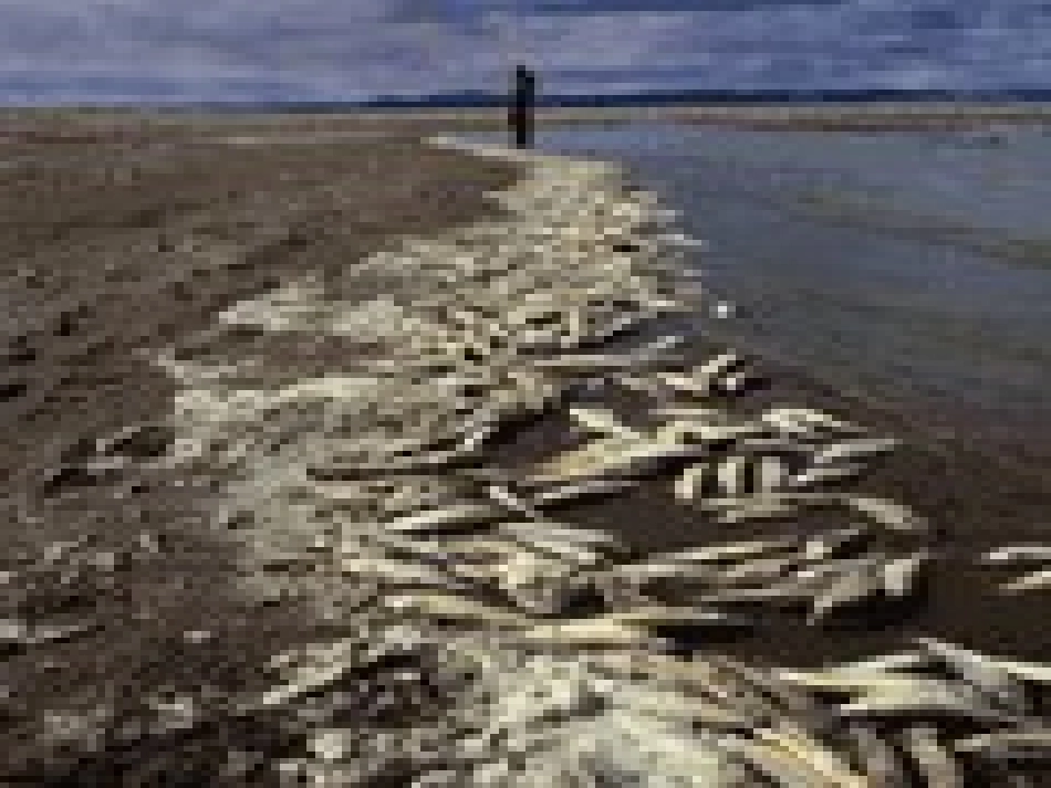 只有一个地球 (4)_第2页