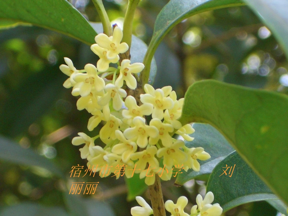 人教版五年级语文上册《7桂花雨》_第1页