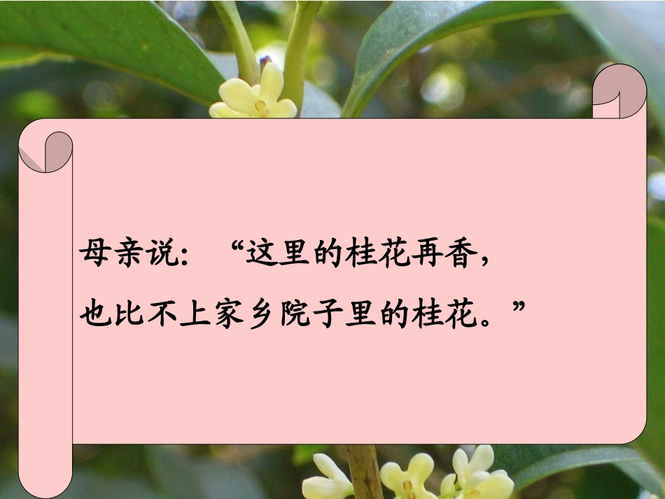 人教版五年级语文上册《7桂花雨》_第2页