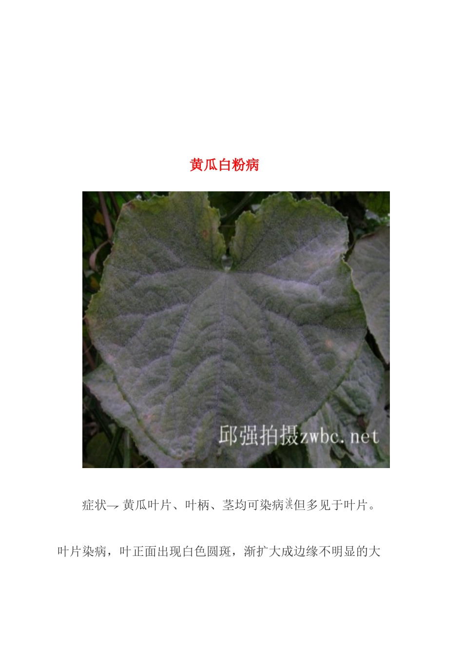 黄瓜病害防治图精简版_第2页