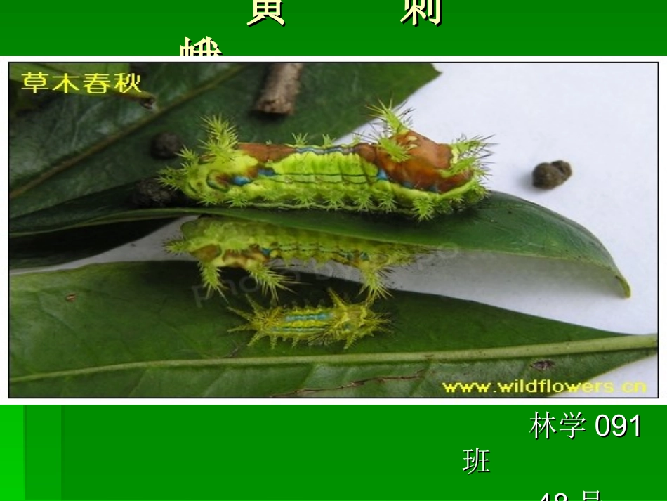 黄刺蛾——果树病虫害论文_第1页